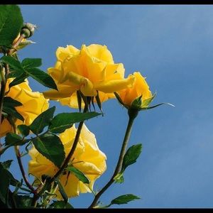 Meet your Posher, Myiko